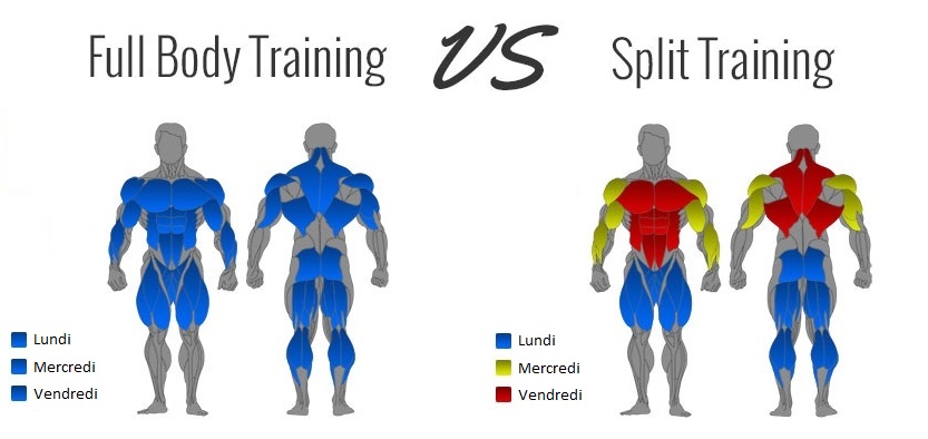 Full Body Vs Split Routine